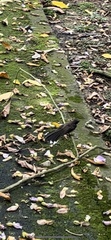Rhipidura javanica