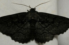 Melanodes anthracitaria