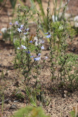 Scaevola linearis