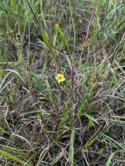 Centranthera cochinchinensis