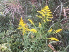 Solidago altissima