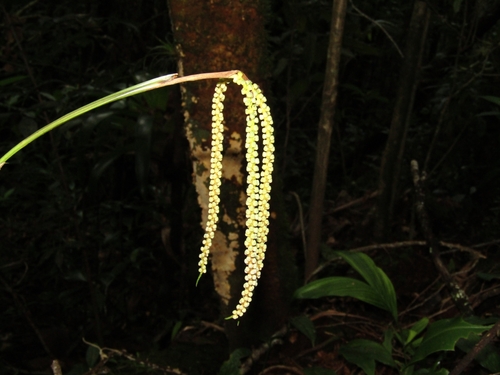 Image of Chamaedorea pinnatifrons by no rights reserved