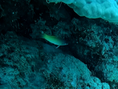 Halichoeres prosopeion