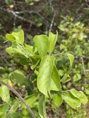 Flacourtia indica