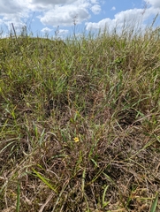 Centranthera cochinchinensis