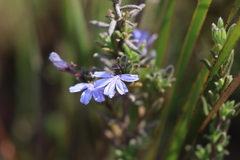 Scaevola linearis