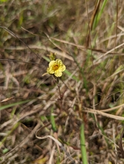 Centranthera cochinchinensis