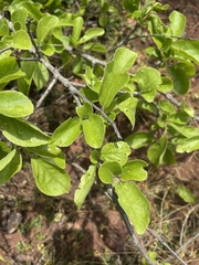Flacourtia indica