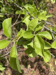 Flacourtia indica