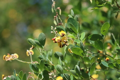Goodia medicaginea