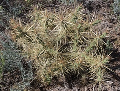 Cylindropuntia davisii