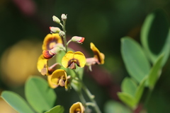 Goodia medicaginea