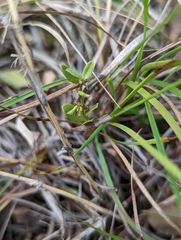 Polygala polifolia