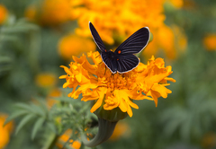 Melanis acroleuca acroleuca