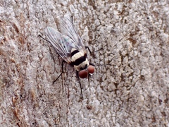 Anthomyia vicarians
