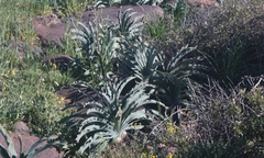 Boophone haemanthoides