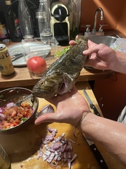 Sebastes rastrelliger