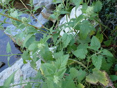 Lamiaceae