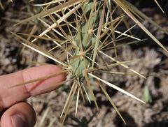 Cylindropuntia davisii