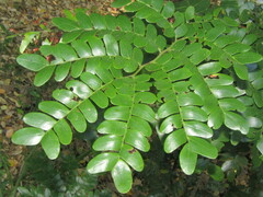 Paubrasilia echinata