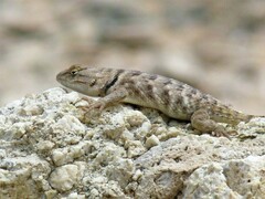 Sceloporus uniformis