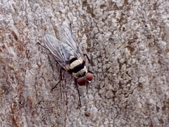 Anthomyia vicarians