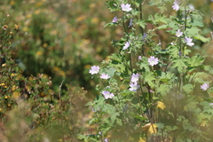 Malva weinmanniana