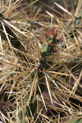 Cylindropuntia davisii