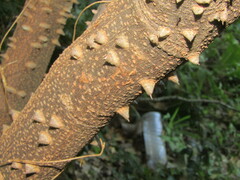 Paubrasilia echinata