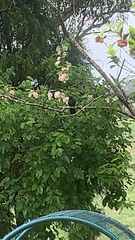 Eudynamys orientalis