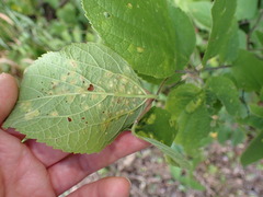 Pachypsylla celtidisvesicula