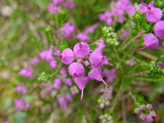 Erica umbellata