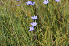 Orthrosanthus multiflorus