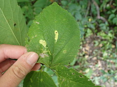 Phyllonorycter celtisella
