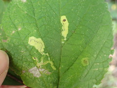 Phyllonorycter celtisella