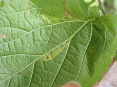 Phyllonorycter celtisella