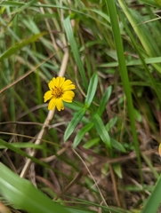 Sphagneticola calendulacea