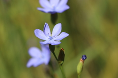 Orthrosanthus multiflorus