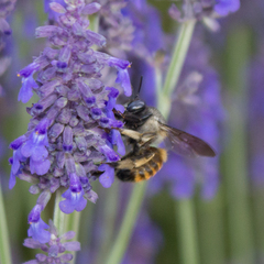 Xylocopa tabaniformis azteca