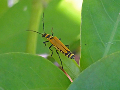 Chauliognathus flavipennis