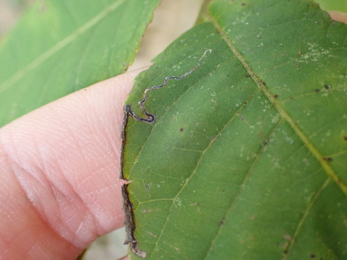 Pecan Serpentine Leafminer Moth photo 4