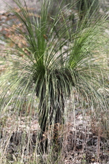 Xanthorrhoea media