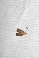 Acentropinae