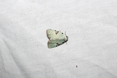 Leuconycta diphteroides