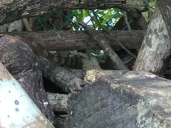 Physignathus cocincinus