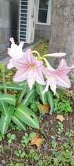 Hippeastrum reticulatum