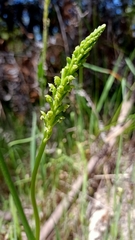 Microtis unifolia