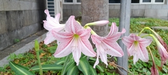 Hippeastrum reticulatum