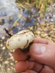 Lactarius controversus