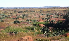 Boophone haemanthoides